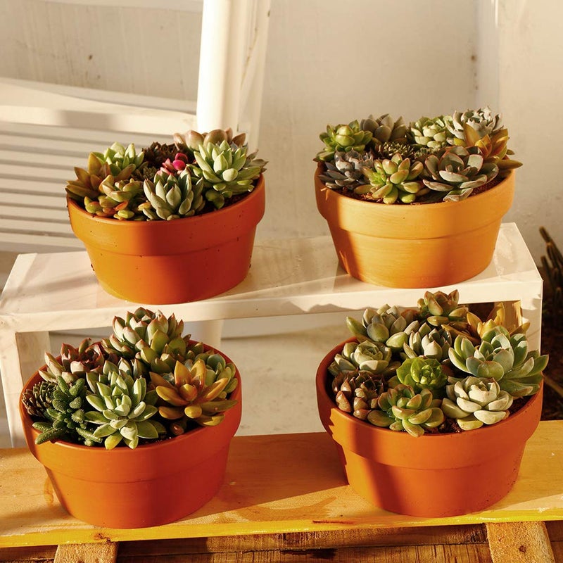 Yishang Terracotta Shallow Planters for Succulent - 7 Inch Cactus Plant Containers Indoor Garden Bonsai Pots with Drainage Hole - Set of 4, Unglazed Clay Ceramic Pottery Planter - Image 5